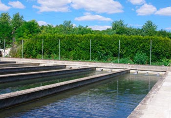 pisciculture