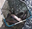 pisciculture
                        saint Hilaire